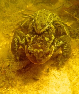 Copulaciones en la naturaleza